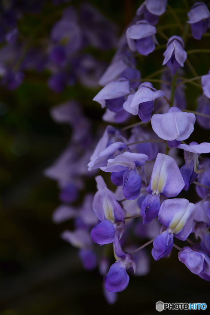 藤の花③