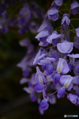 藤の花③