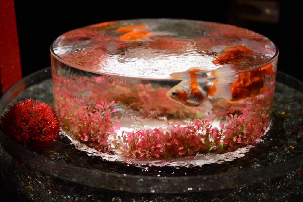 金魚の泉