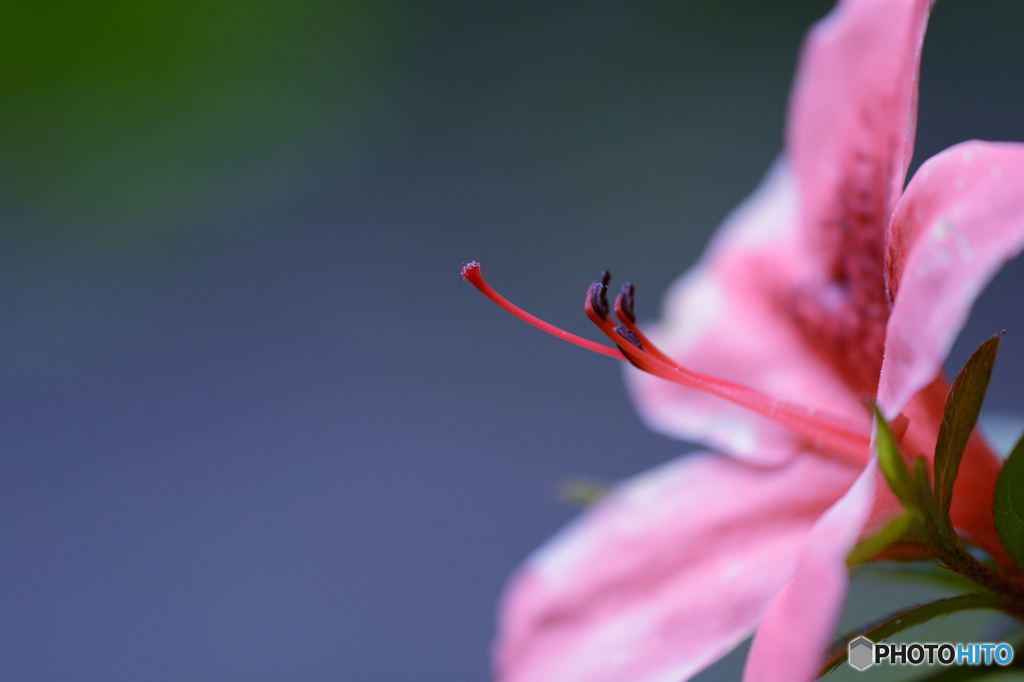 ツツジの花