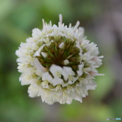 しろつめ草