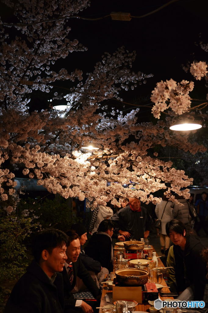 桜に呼ばれて