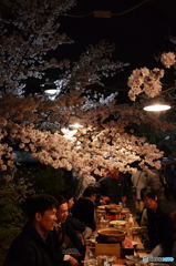 桜に呼ばれて