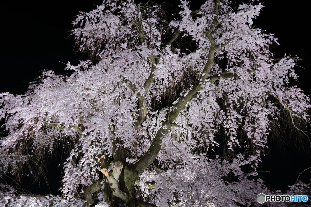 花の春
