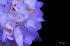 紫陽花④
