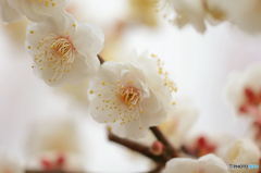梅花