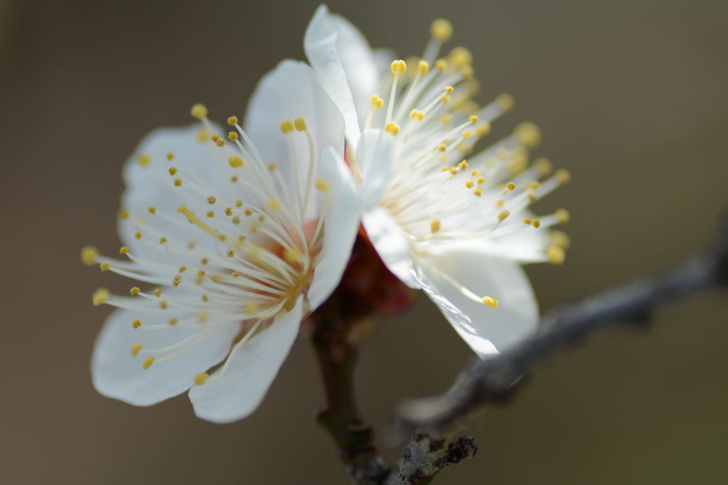 双子花