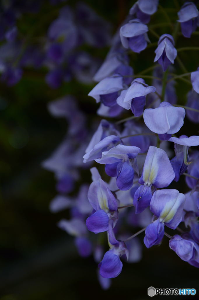 藤の花