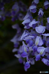 藤の花