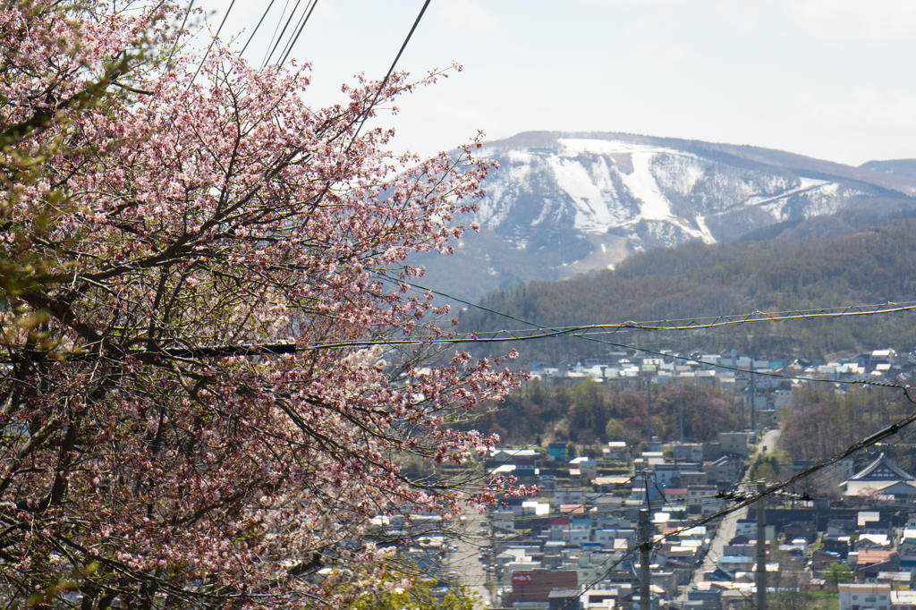 桜と天狗山