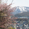 桜と天狗山