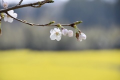 SAKURA