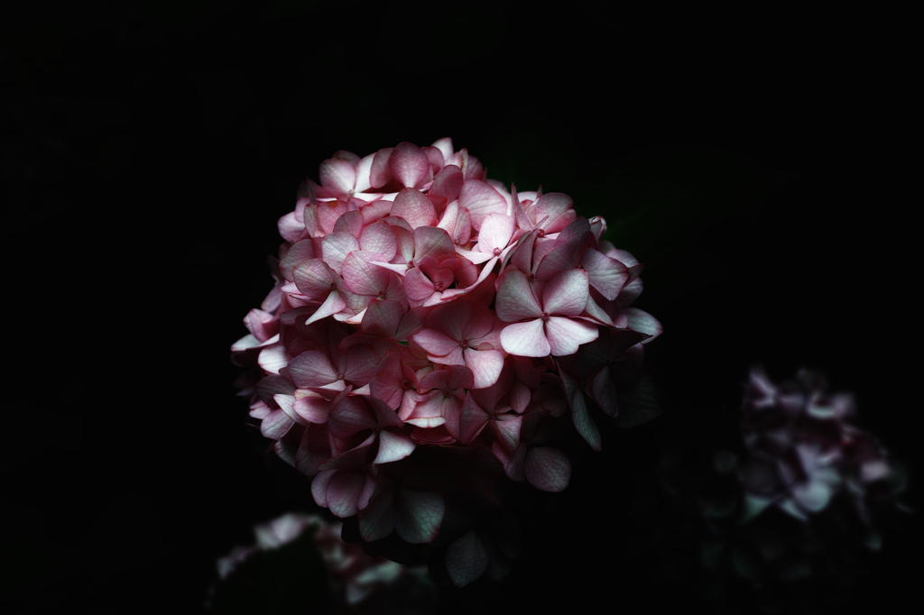 紫陽花
