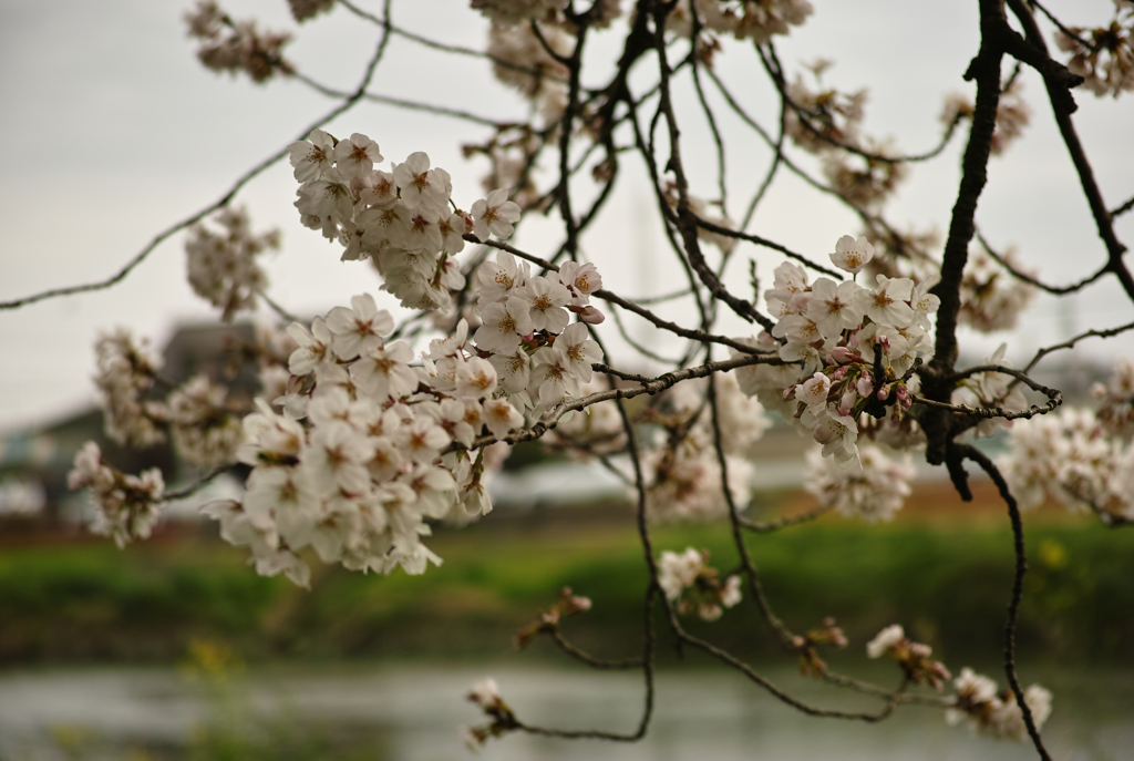 桜花