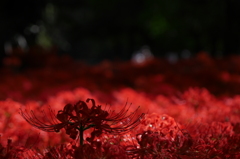 曼珠沙華