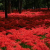 曼珠沙華