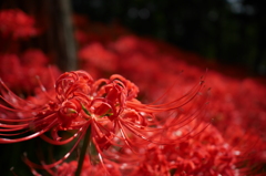 曼珠沙華
