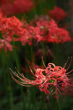 曼珠沙華