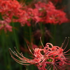 曼珠沙華