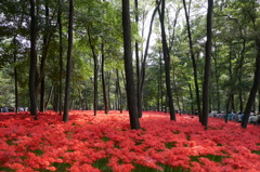 曼珠沙華