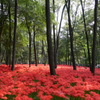 曼珠沙華