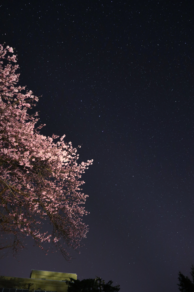 北斗七星　桜