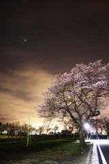 木星　桜