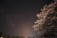 さそり座　桜