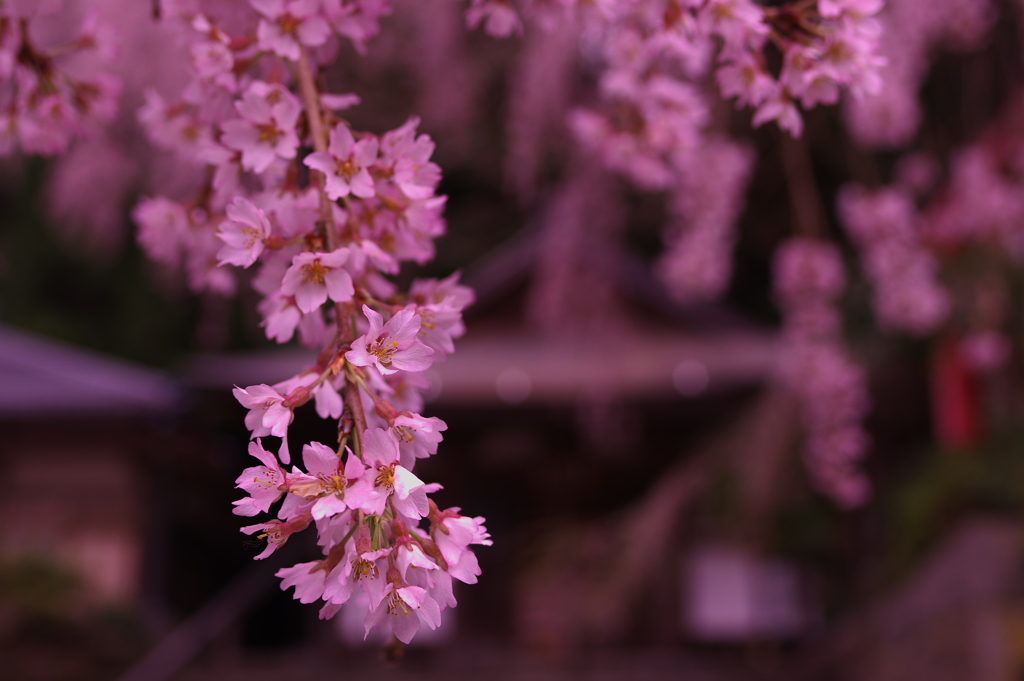 桜香る