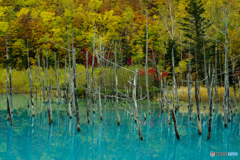秋進む青い池