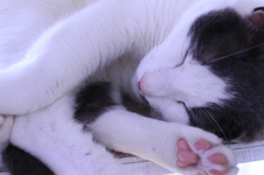 猫　肉球