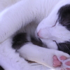 猫　肉球