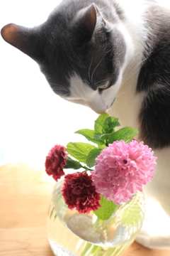 猫と花