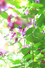 萩の花