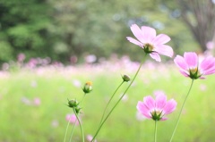 iコスモスの花