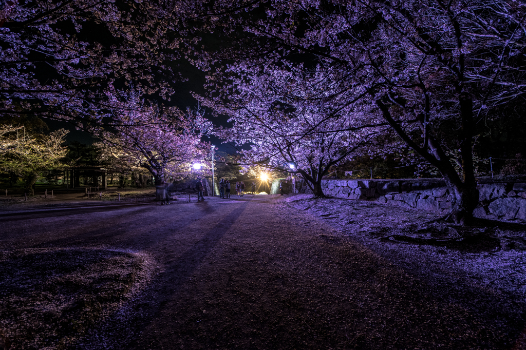夜桜-ライトアップ-
