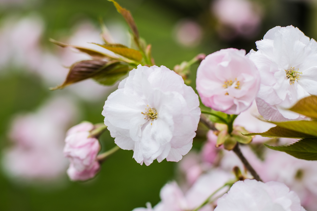 何桜？