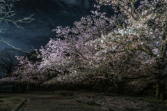 散り行く夜桜