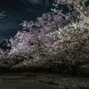 散り行く夜桜