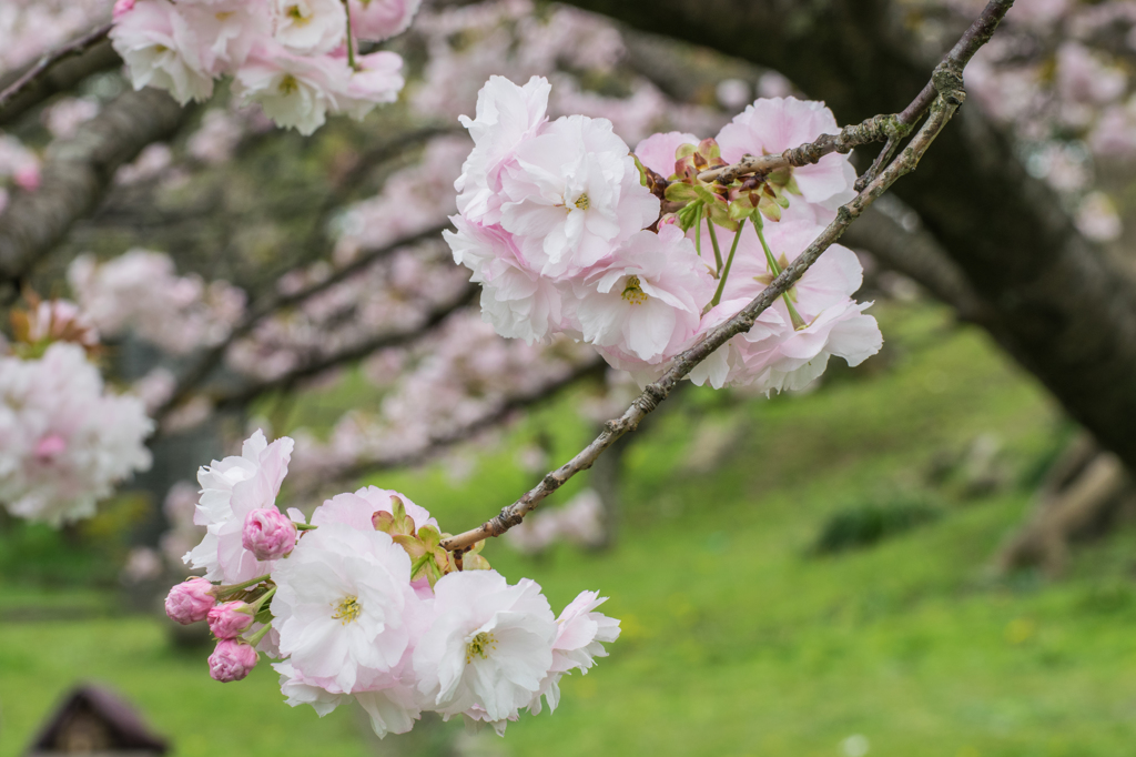 何桜？八重桜？