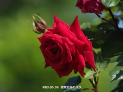 荒牧公園のバラ
