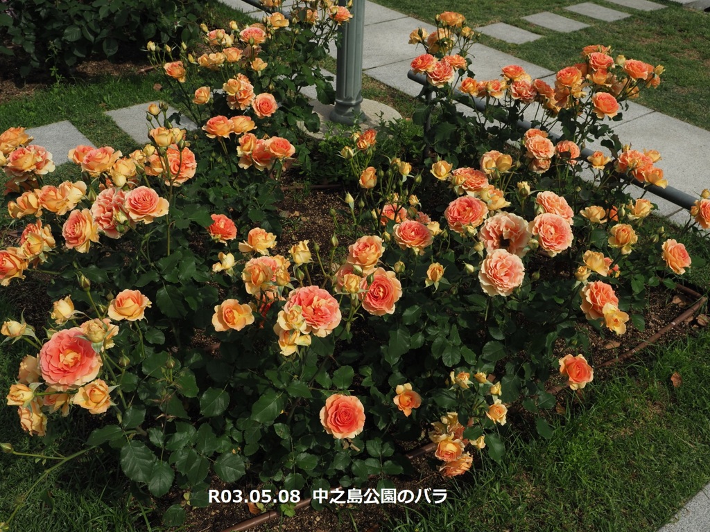 中之島公園のバラ