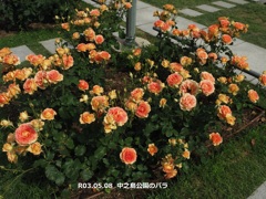 中之島公園のバラ