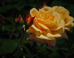 mm00004268 (2)長居植物園