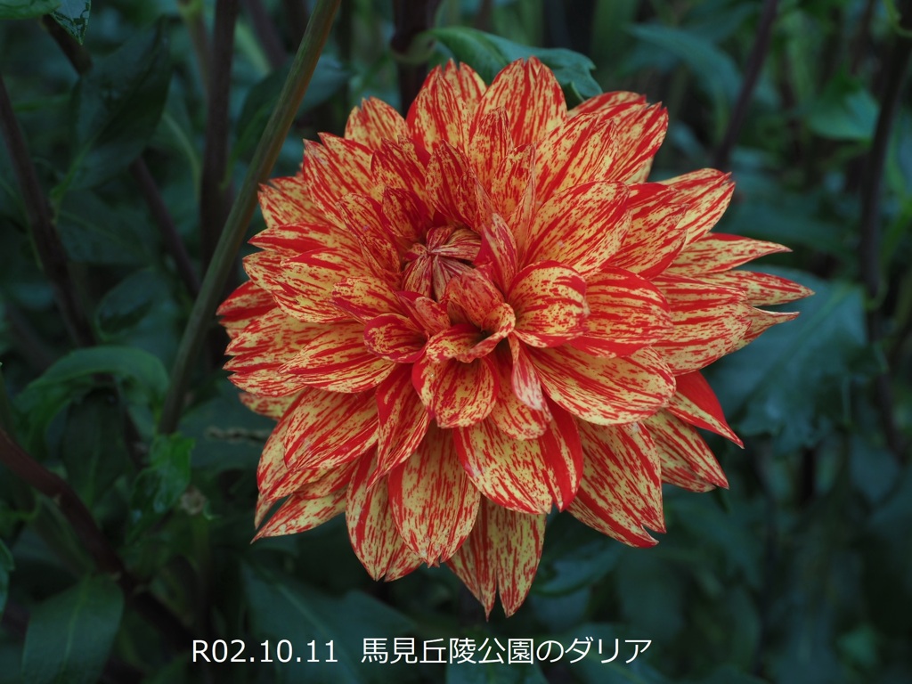 馬見丘陵公園のダリア