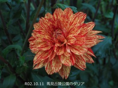 馬見丘陵公園のダリア