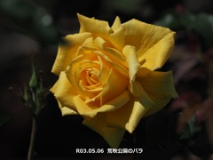 荒牧公園のバラ
