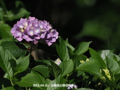 山田池公園のアジサイ