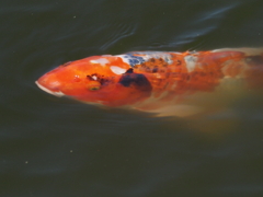 mm00004398長居植物園