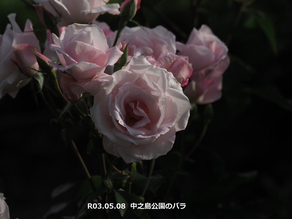 中之島公園のバラ